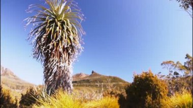 pandani ağaç ve Mt Pelion Batı