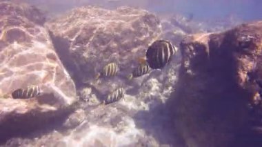 resif üzerinde sailfin çekin 