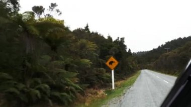 bir kivi yol işaret araba kullanıyor