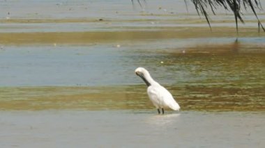 kuş billabong gölet ve göllerde Kara gagalı kaşıkçı