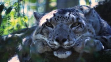 nesli tükenmekte olan kar leoparı dinlenme