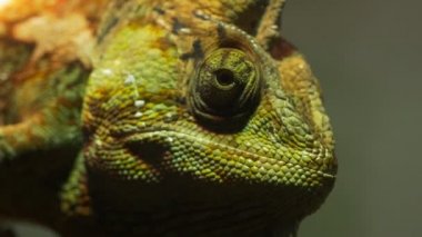 örtülü bir bukalemun başkanı