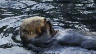 Güney Deniz samuru yeme