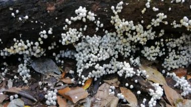 Ağaç üzerinde büyüyen Coprinellus disseminatus mantarlar