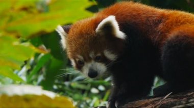 Red panda bir ağaçta