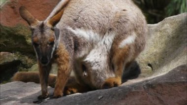 Anne kanguru bir joey ile