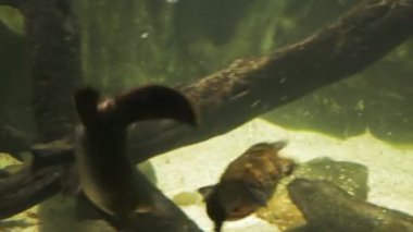 Platypus başka bir sualtı kovalayan