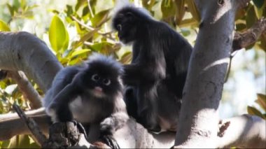 gölgeli yaprak maymun bakımlı onun kuyruğu var