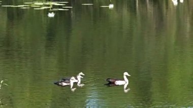 radjah tırtıklıdır darwin yakınındaki