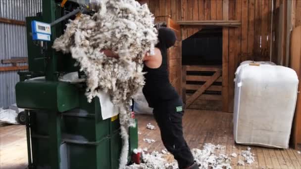 Worker loads a wool bale press — Stock Video