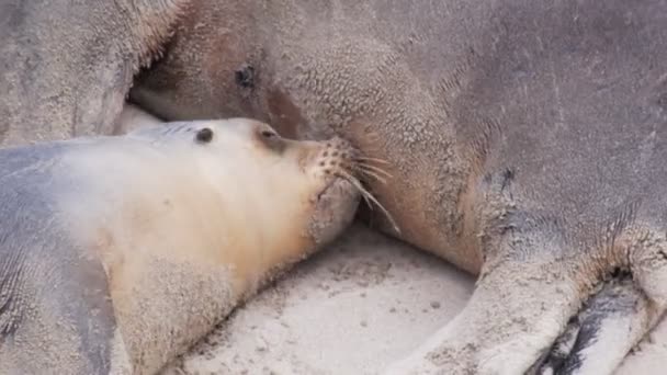 Allattamento al seno del leone marino da sua madre — Video Stock