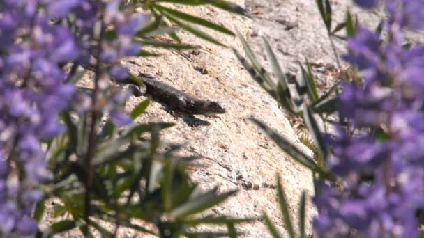 Sierra cerca lagarto soles sí mismo en una roca — Vídeos de Stock