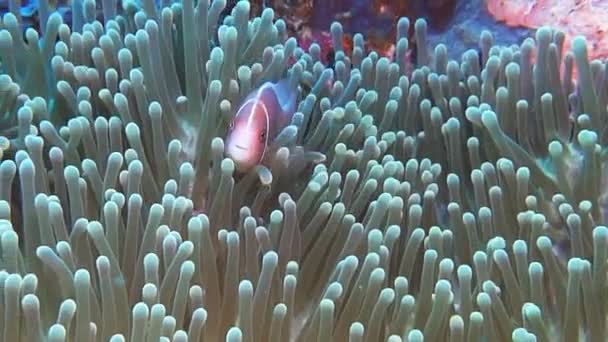 Pink skunk anenomefish and anenome — Stock Video