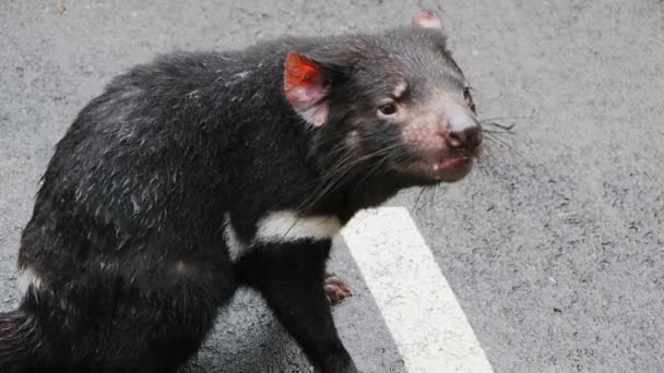 depositphotos_101440198-stock-video-tasm