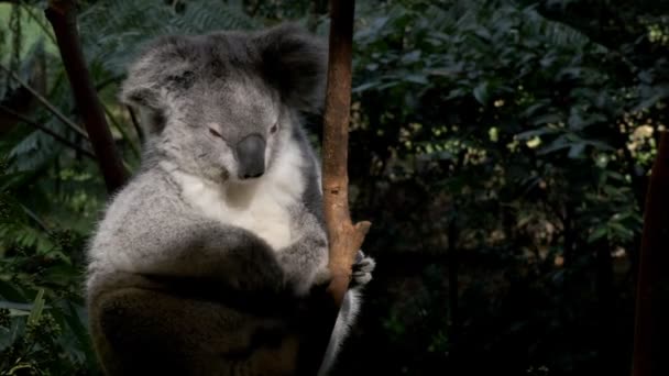 Αρκούδα Koala κοιτάζοντας γύρω — Αρχείο Βίντεο