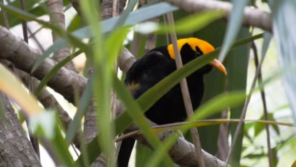 Bowerbird se posa en el árbol — Vídeos de Stock