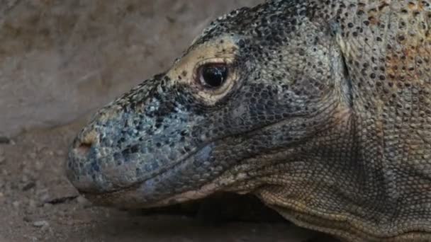 Indonéz komodói sárkány — Stock videók