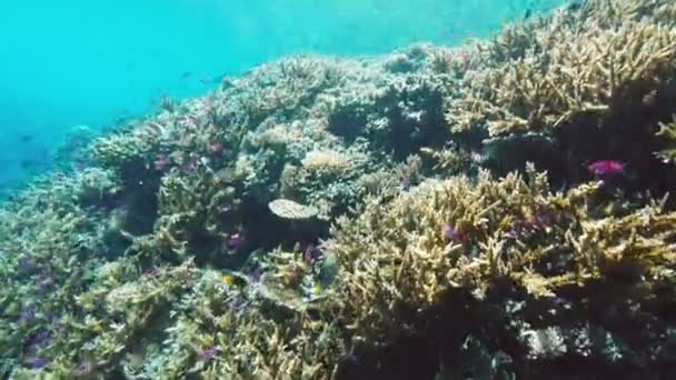 Среди кораллов плавают рыбы-ангелы — стоковое видео