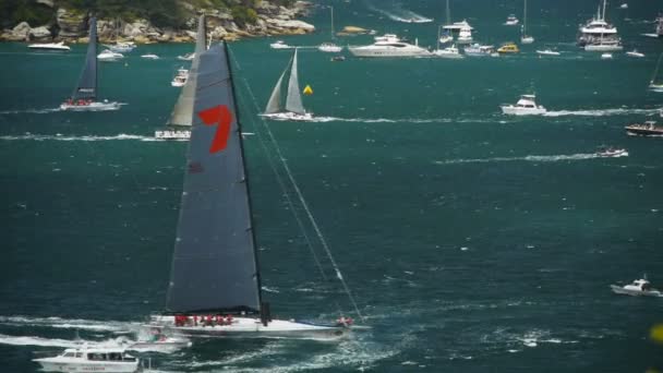 Sydney to hobart jacht race — Stockvideo