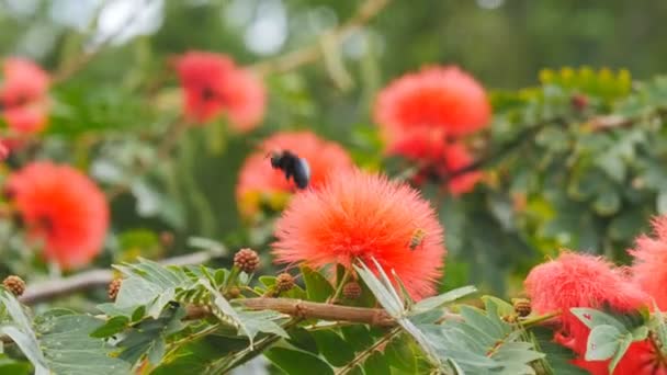 Bee collects pollen from  flowers — Stock Video