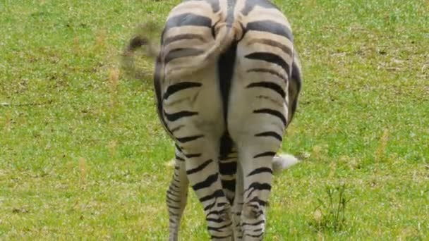 Zebra pastando no campo — Vídeo de Stock