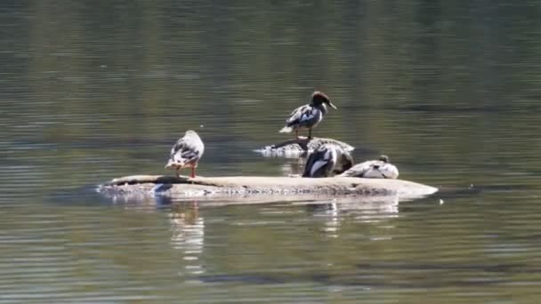 Patos sentar em uma rocha no lago tenaya — Vídeo de Stock