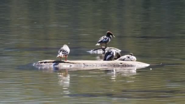 Bebek duduk di batu di danau tenaya — Stok Video