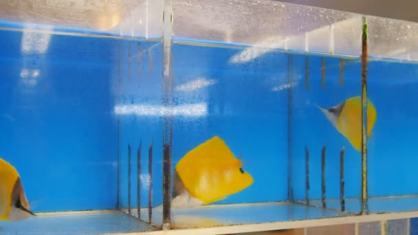 Yellow longnose butterfly fish — Stock Video