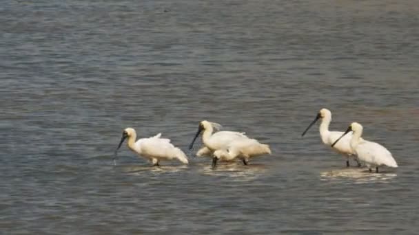 Zwart-billed lepelaars op vogel billabong — Stockvideo