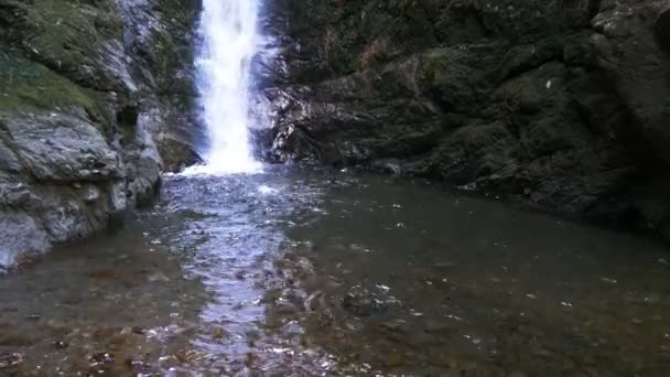phoque chiots jouer dans la piscine 