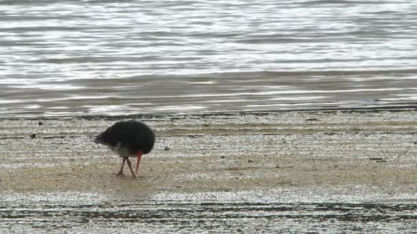 Oystercatcher searches for food — Stock Video