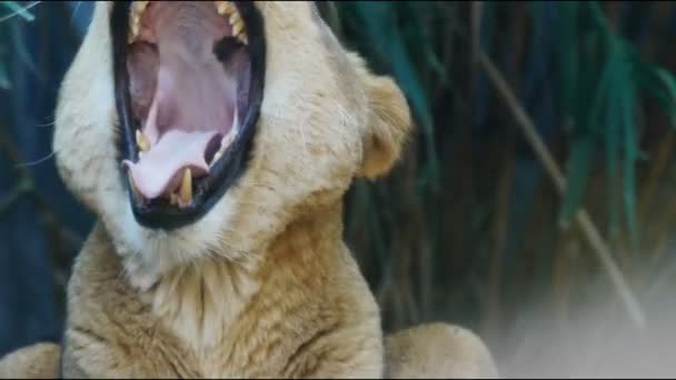 Perto de leoa bocejando — Vídeo de Stock