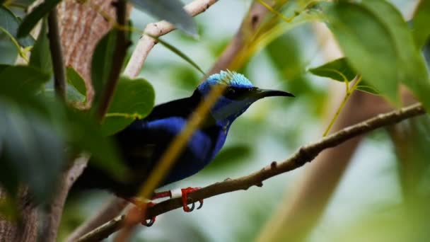 Tanager selva tropical pájaro preening sus plumas — Vídeos de Stock