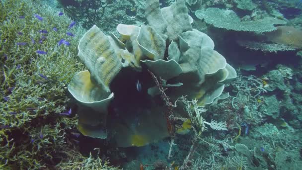 Coral cresce em um recife de coral — Vídeo de Stock