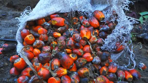 Sac de fruits à l'huile de palme — Video