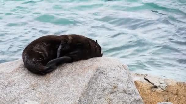 Cachorro de foca bosteza — Vídeo de stock