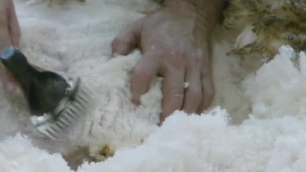 ovins en cours de tonte à la ferme 