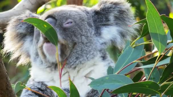 Koala masticando una hoja de eucalipto — Vídeos de Stock