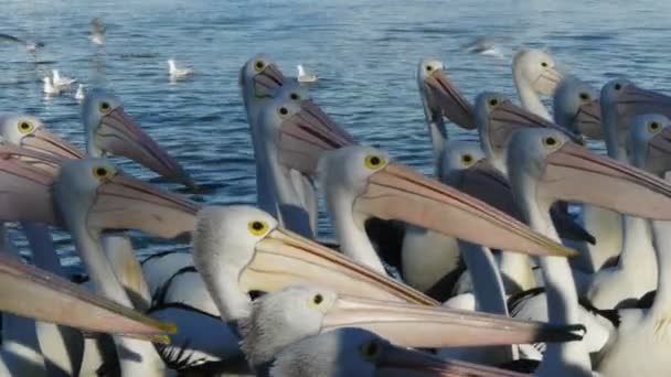 Пелікани кивнули головою разом — стокове відео