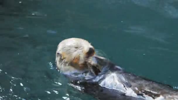 Faccia di una lontra di mare nutrente — Video Stock