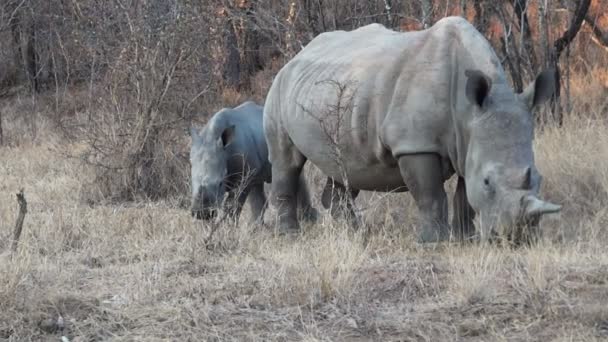 Rhino calf and mother graze — Stock Video