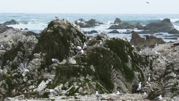 Kaikoura sea gull kolonie — Stockvideo