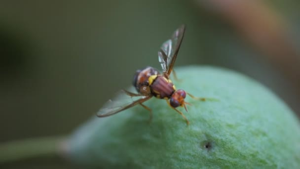 Königinnen-Fruchtfliege aus nächster Nähe — Stockvideo