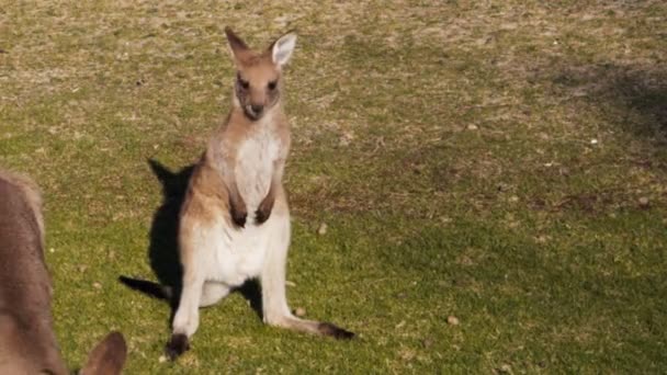 Canguro grigio strofina la faccia — Video Stock