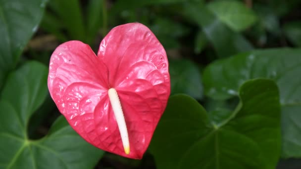 Rosa anthurium tropisk blomma i en trädgård — Stockvideo