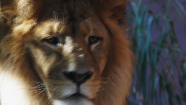 Male lion staring intently — Stock Video
