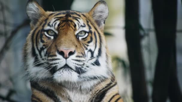 Tigre de Sumatra bostezando — Vídeo de stock