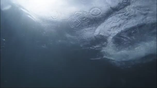 养殖的蓝鳍金枪鱼喂养 — 图库视频影像