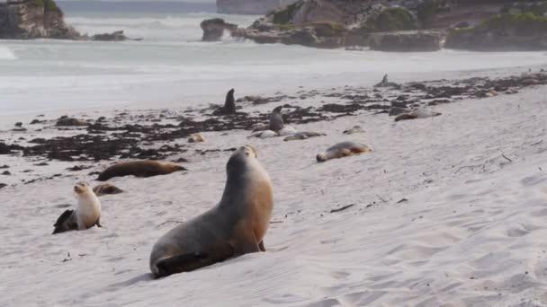 Deniz-aslanlar bir plajda — Stok video