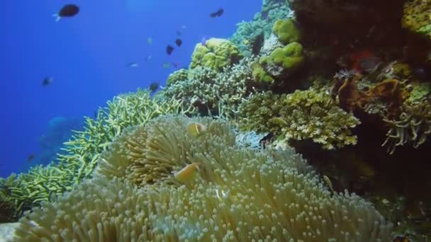 Anenomefish en un arrecife de coral — Vídeo de stock